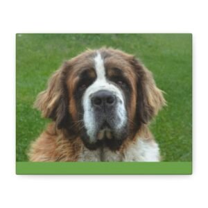 St Bernards Dog Canvas Art - 1.25" Stretched Matte Print for Pet Lovers